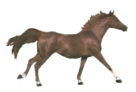 cheval020.gif (33866 octets)