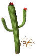 nature_cactus004.gif (12109 octets)